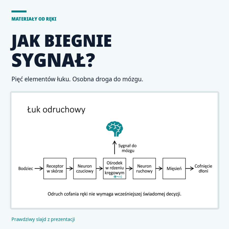 Układ nerwowy i odruchy - biologia klasa 7 | Centrum dowodzenia, lekcja na 45 minut
