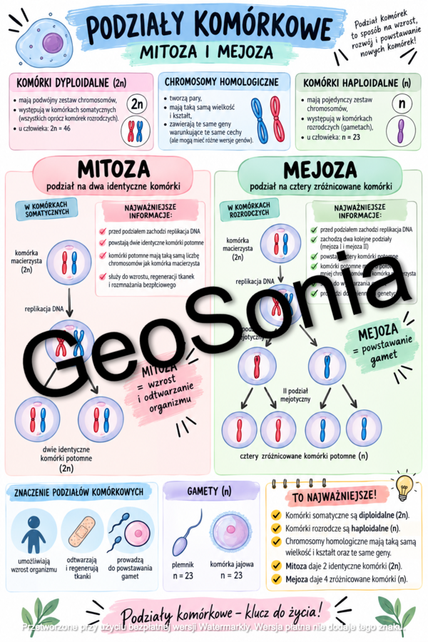 Podziały komórkowe biologia klasa 8 sketchnotka