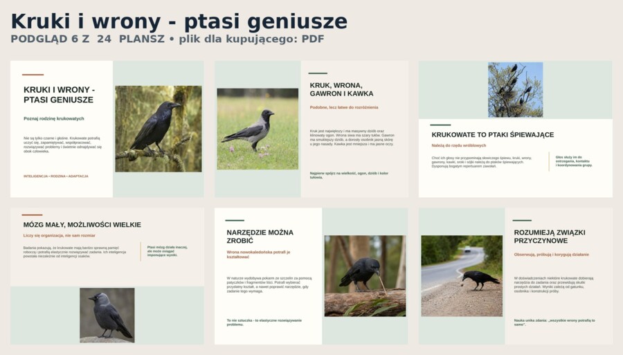 Kruki i wrony - ptasi geniusze