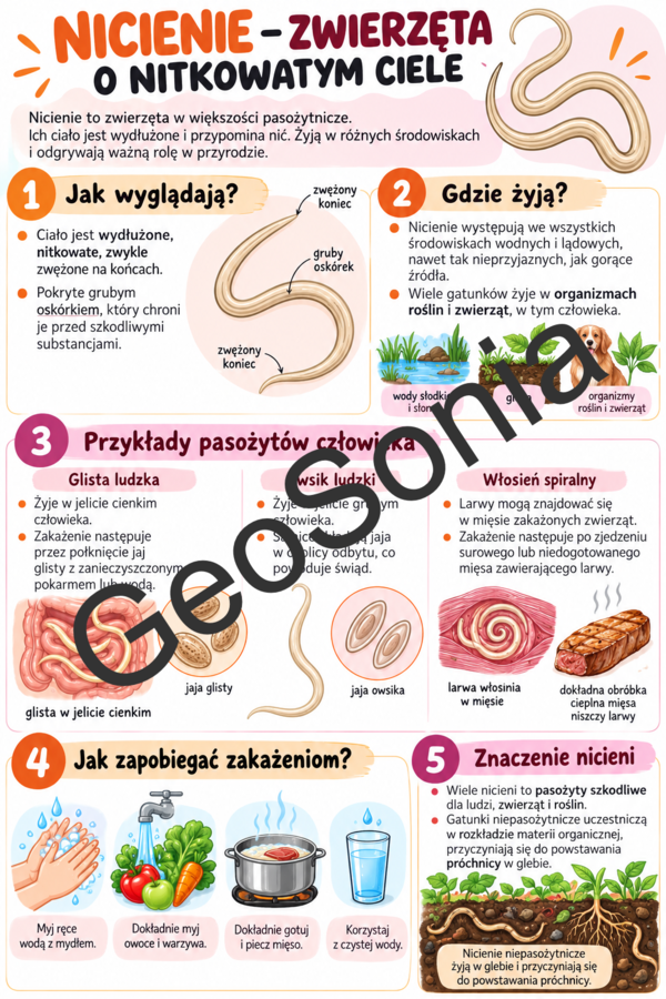 Nicienie biologia klasa 6 sketchnotka