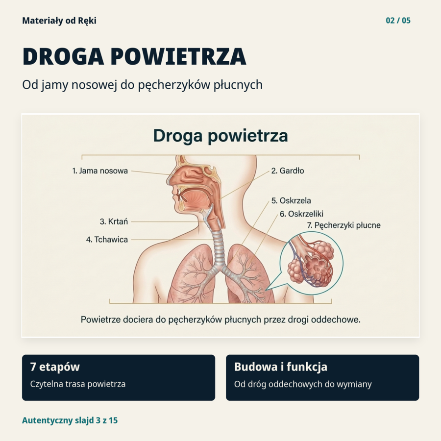 Układ oddechowy - biologia klasa 7 | prezentacja i karta pracy na 45 minut
