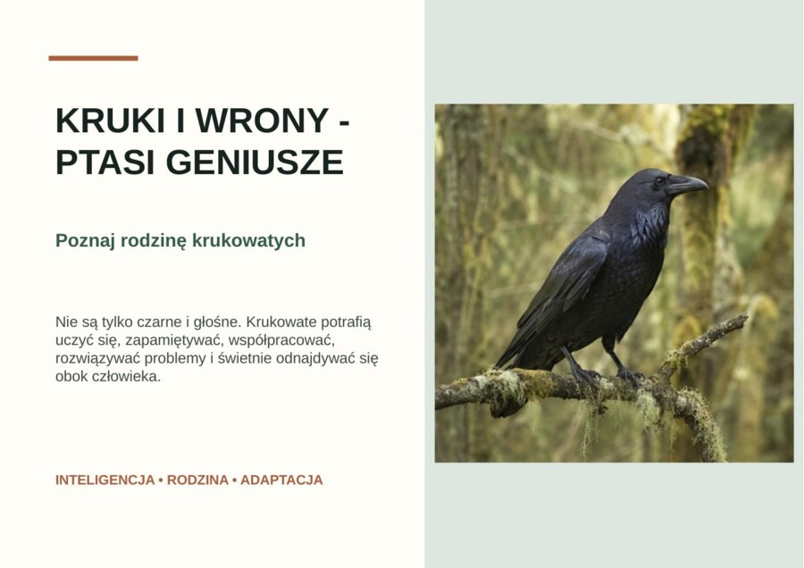 Kruki i wrony - ptasi geniusze