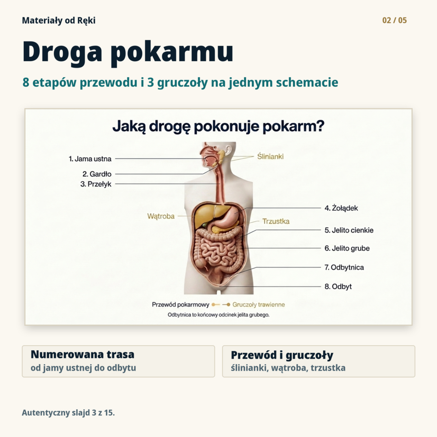 Układ pokarmowy - biologia klasa 7 | prezentacja i karta pracy na 45 minut