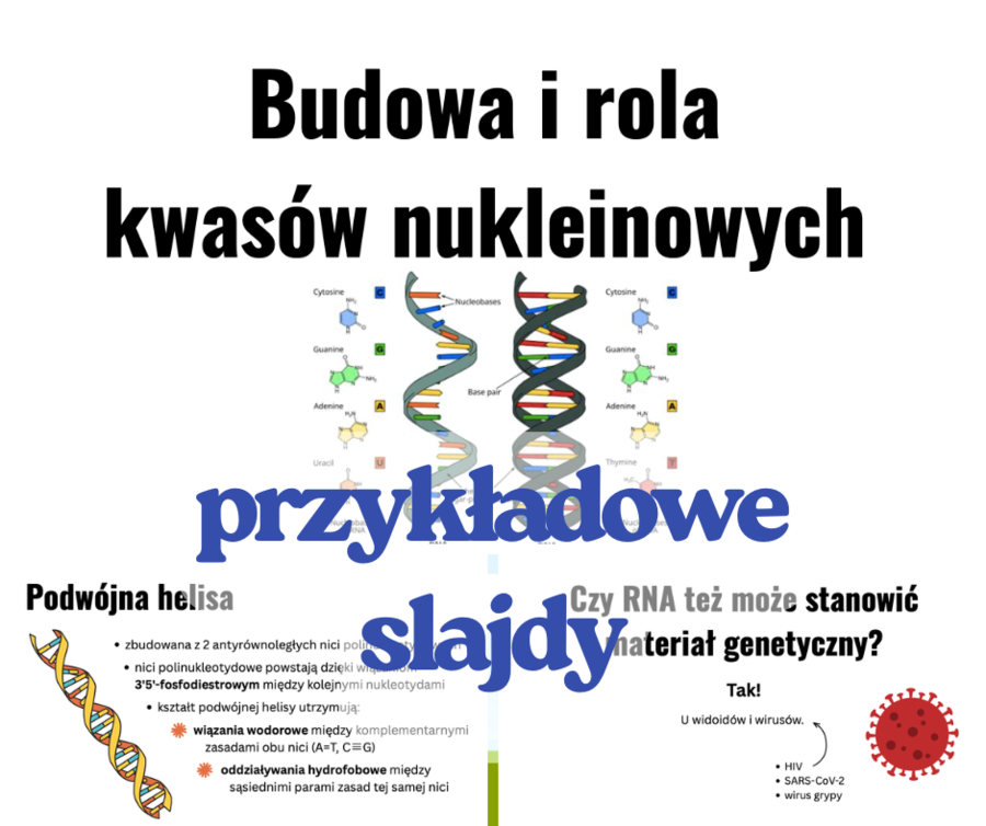 Budowa i rola kwasów nukleinowych - prezentacja klasa 3 i 4 szkoła średnia