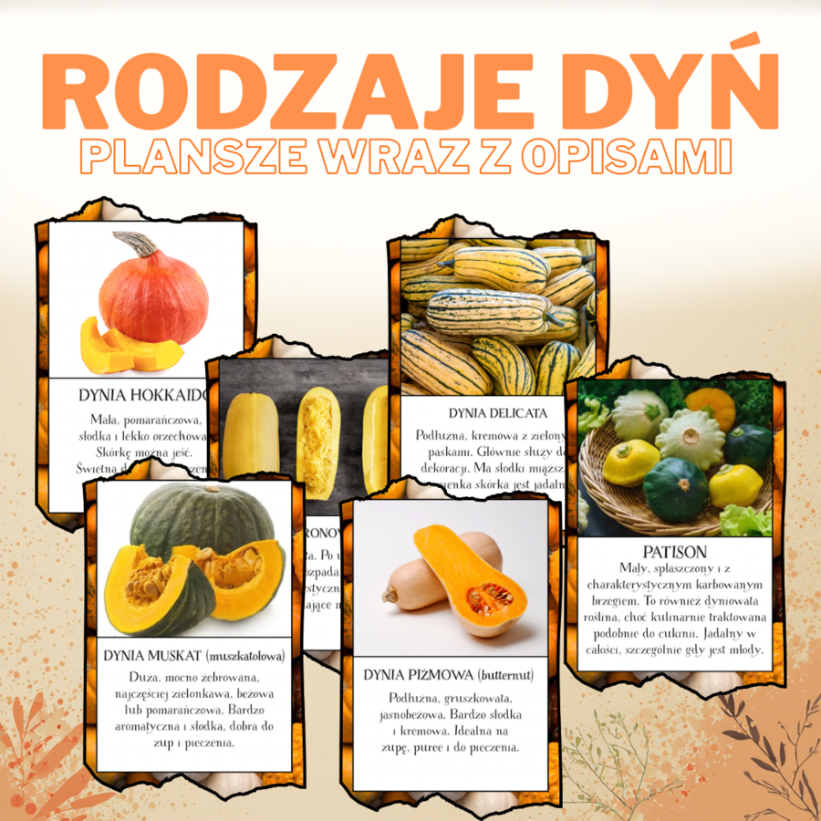 Plansze RODZAJE DYŃ DYNIE DZIEŃ DYNI (bez AI!)
