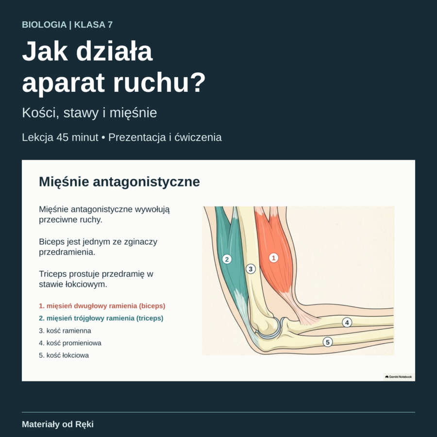 Jak działa aparat ruchu? Kości, stawy i mięśnie - biologia, klasa 7