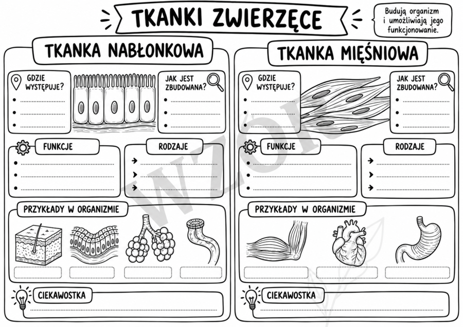 tkanki zwierzęce  kl 6