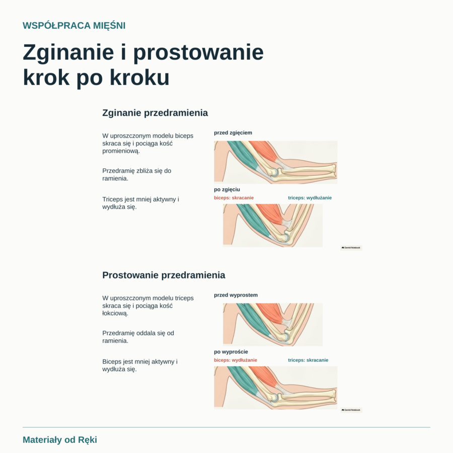 Jak działa aparat ruchu? Kości, stawy i mięśnie - biologia, klasa 7
