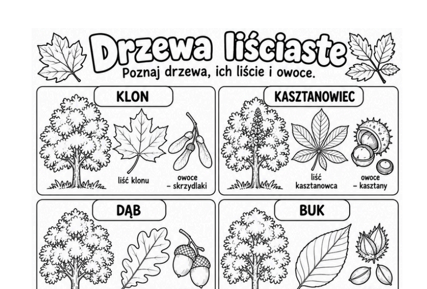 Drzewa liściaste i iglaste