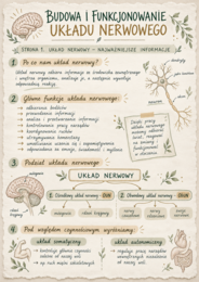 Budowa i funkcjonowanie układu nerwowego – odręczne notatki licealisty | Biologia