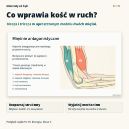 Jak działa aparat ruchu? Kości, stawy i mięśnie - biologia, klasa 7