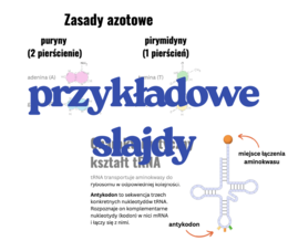 Budowa i rola kwasów nukleinowych - prezentacja klasa 3 i 4 szkoła średnia