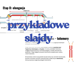 Replikacja DNA - prezentacja (poziom rozszerzony, matura)