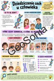 Dziedziczenie cech u człowieka biologia klasa 8 sketchnotka
