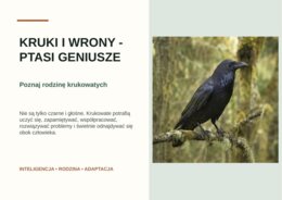 Kruki i wrony - ptasi geniusze