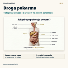 Układ pokarmowy - biologia klasa 7 | prezentacja i karta pracy na 45 minut