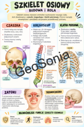 Budowa i rola szkieletu osiowego biologia klasa 7 sketchnotka