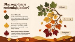 Jesień – prezentacja edukacyjna. Przyroda, zwierzęta, pogoda i tradycje