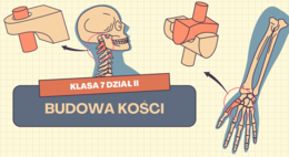 ZESTAW  prezentacji "Szkielet osiowy" "Szkielet kończyn" "Budowa kości" na ciekawe lekcje biologii w klasie 7