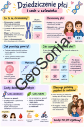 Dziedziczenie płci biologia klasa 8 sketchnotka