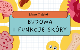 "Budowa i funkcje skóry" ciekawa lekcja biologii, klasa 7 dział 1