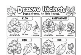 Drzewa liściaste i iglaste