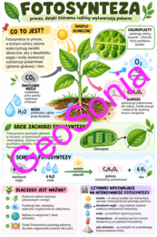 Samożywność biologia klasa 5 sketchnotka