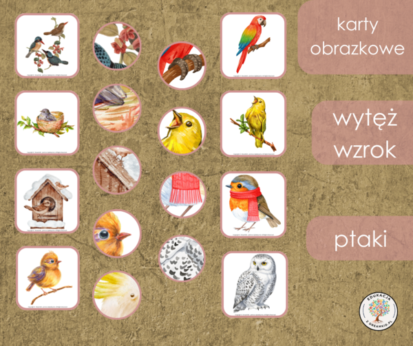 Gra - wytęż wzrok - ptaki