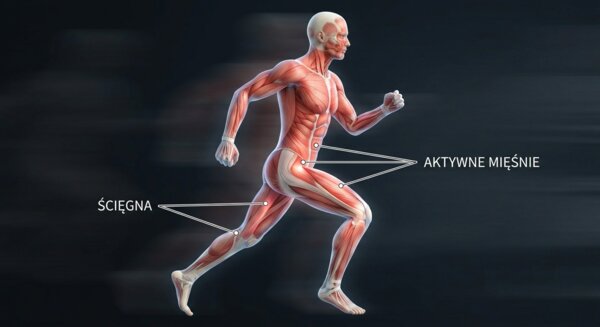Piosenka o układzie ruchu - klasa 7 SP anatomia