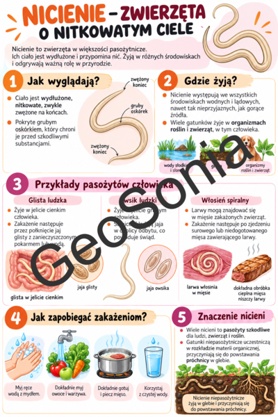 Nicienie biologia klasa 6 sketchnotka