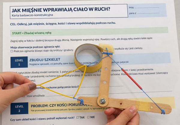 Układu ruchu - mięśnie, kości, stawy, ścięgna - karta pracy z instrukcjami do modelu