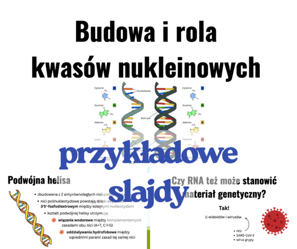 Budowa i rola kwasów nukleinowych - prezentacja klasa 3 i 4 szkoła średnia