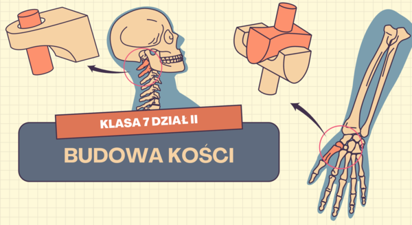 ZESTAW  prezentacji "Szkielet osiowy" "Szkielet kończyn" "Budowa kości" na ciekawe lekcje biologii w klasie 7