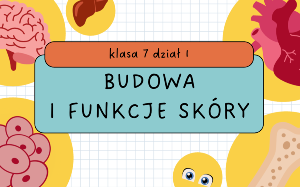 "Budowa i funkcje skóry" ciekawa lekcja biologii, klasa 7 dział 1