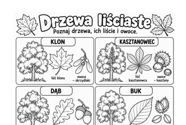 Drzewa liściaste i iglaste