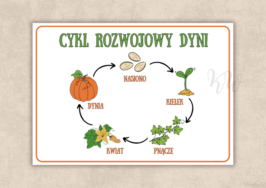 DZIEŃ DYNI - ZESTAW