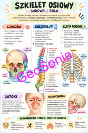 Szkielet osiowy biologia klasa 7 sketchnotka