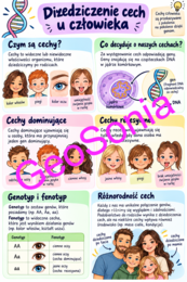 Dziedziczenie cech u człowieka biologia klasa 8 sketchnotka