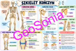 Szkielet kończyn biologia klasa 7 sketchnotka