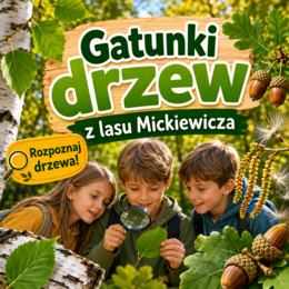 Gatunki drzew z lasu Mickiewicza