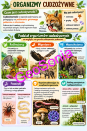 Cudzożywność biologia klasa 5 sketchnotka