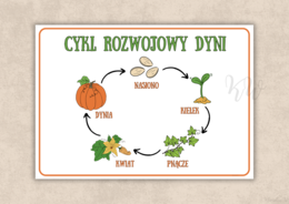 DZIEŃ DYNI - ZESTAW