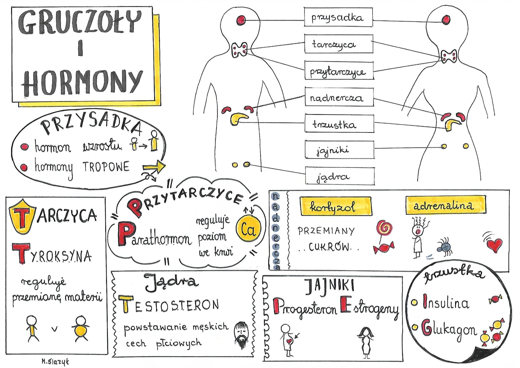 Biologia Układ Hormonalny 4karty • Złoty Nauczyciel 9347