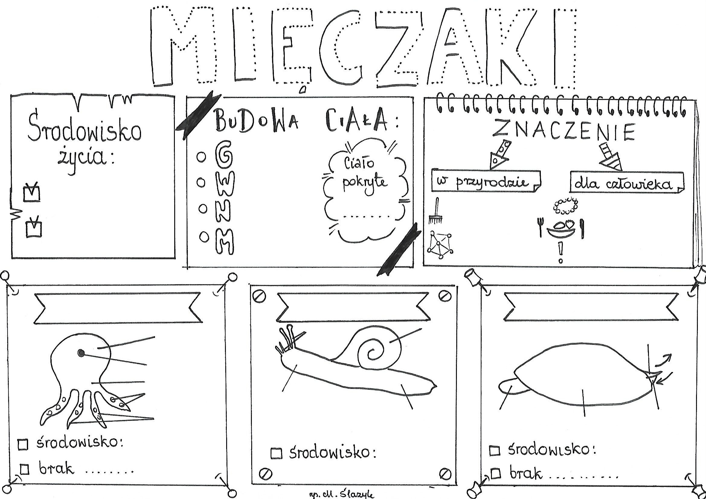 Biologia. Mięczaki - Karta Pracy • Złotynauczyciel