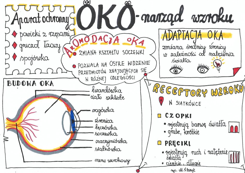 Klasa Biologia Oko Sketchnotka Z Oty Nauczyciel