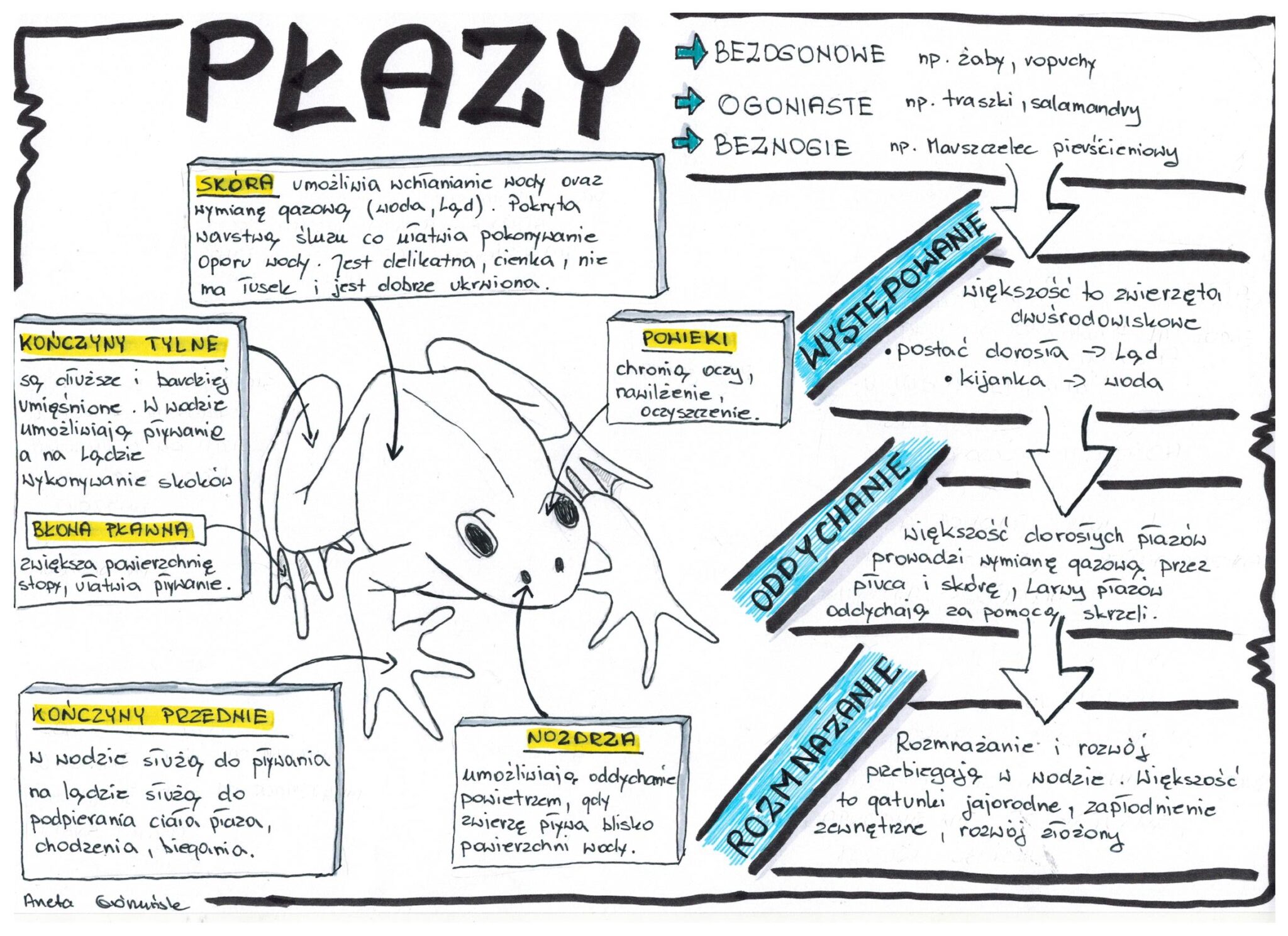 Biologia.Płazy - Klasa 6 • Złoty Nauczyciel