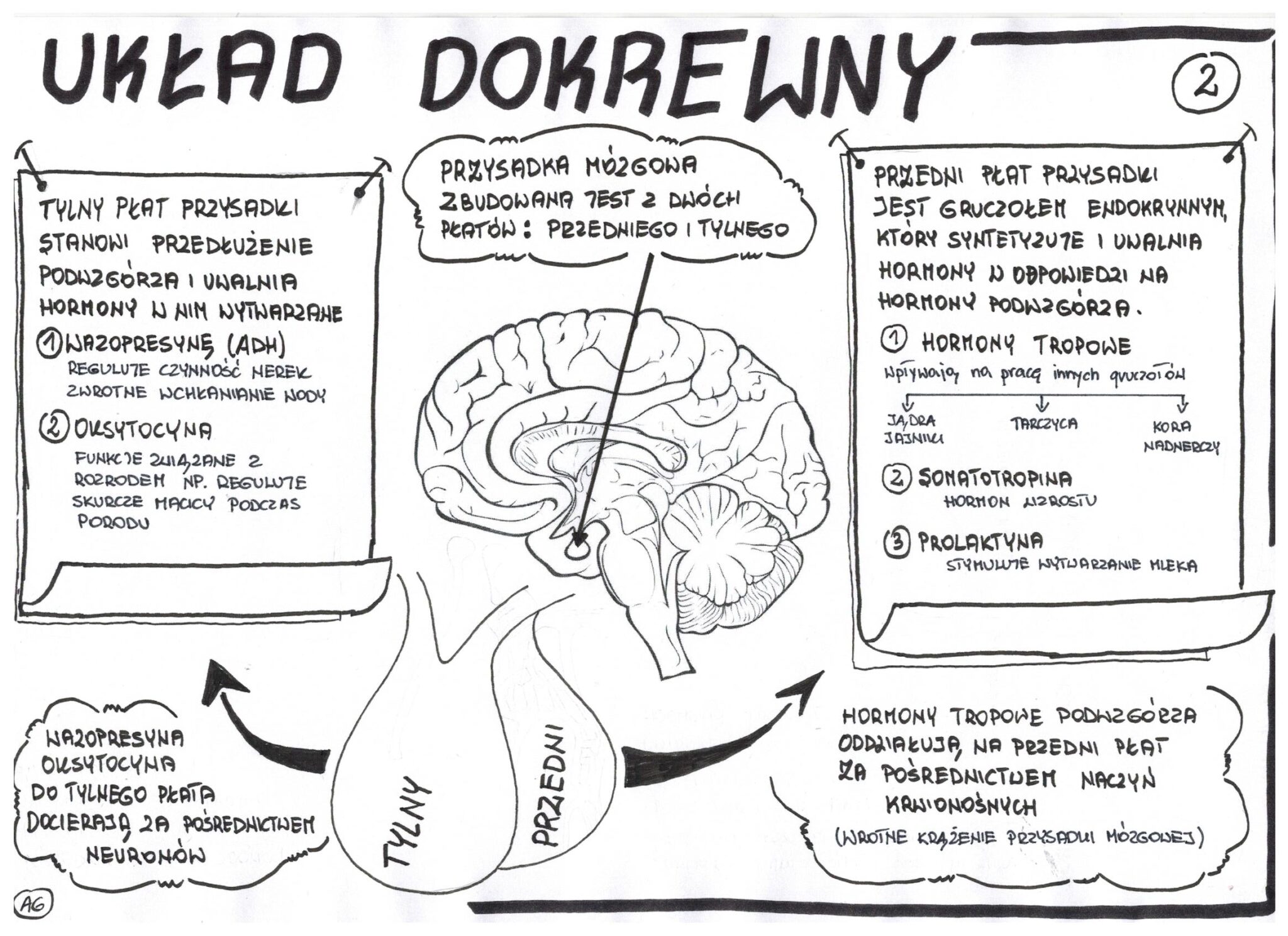 biologia-uk-ad-dokrewny-wklejka-2-z-oty-nauczyciel