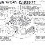 Klasa 5 – Budowa komórki roślinnej, bakteryjnej, grzybowej – prezentacja
