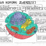 Budowa komórki roślinnej – klasa 5 – scenariusz