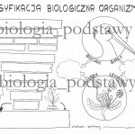 Klasa 5 – Klasyfikacja organizmów – kolorowa sketchnotka